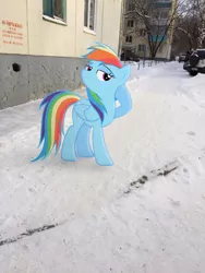 Size: 2448x3264 | Tagged: safe, artist:albertuha, derpibooru import, rainbow dash, pony, irl, photo, ponies in real life, raised hoof, snow, solo, winter