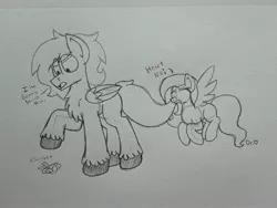 Size: 2576x1932 | Tagged: safe, artist:drheartdoodles, derpibooru import, fluttershy, oc, oc:dr.heart, clydesdale, pony, angel, angry, biting, chest fluff, dialogue, hiding, mini comic, size difference, tail bite, traditional art