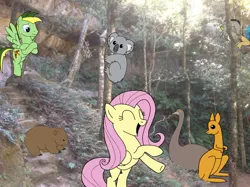 Size: 1280x957 | Tagged: safe, artist:didgereethebrony, derpibooru import, discord, fluttershy, oc, oc:didgeree, bird, emu, kangaroo, koala, pony, australia, base used, blue mountains, draconequus in real life, irl, megalong valley, mlp in australia, photo, ponies in real life, squee, underhoof, wombat