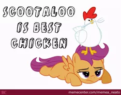 Size: 880x692 | Tagged: abuse, bird, chicken, derpibooru import, duo, elizabeak, frustrated, memecenter, overused joke, overused meme, sad, safe, scootabuse, scootachicken, scootaloo, scootaloo is not a chicken, scootaloo is not amused, text, unamused