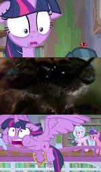 Size: 1280x2160 | Tagged: safe, derpibooru import, screencap, berry blend, berry bliss, november rain, silverstream, twilight sparkle, twilight sparkle (alicorn), alicorn, earth pony, hippogriff, insect, ladybug, pony, starlight the hypnotist, spoiler:interseason shorts, book, bookshelf, close-up, coccinellidaephobia, deerfly, exploitable meme, faic, female, floppy ears, flying away, friendship student, library, meme, scared, spongebob squarepants, twilight hates ladybugs, wormy