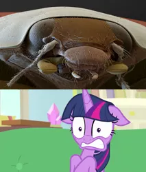 Size: 1279x1499 | Tagged: safe, derpibooru import, edit, screencap, twilight sparkle, twilight sparkle (alicorn), alicorn, insect, ladybug, pony, starlight the hypnotist, spoiler:interseason shorts, close-up, coccinellidaephobia, floppy ears, irl, nightmare fuel, phobia, photo, reference, scanning electron microscope, spongebob squarepants, twilight hates ladybugs, vile, wormy