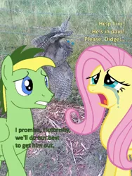 Size: 996x1328 | Tagged: semi-grimdark, artist:didgereethebrony, derpibooru import, fluttershy, oc, oc:didgeree, bird, owl, pony, barbed wire, concerned, crying, fence, irl, mlp in australia, photo, ponies in real life, trapped