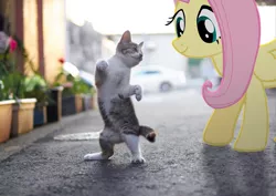 Size: 3543x2504 | Tagged: safe, artist:albertuha, derpibooru import, fluttershy, cat, pegasus, pony, cute, female, irl, kitten, mare, photo, ponies in real life, shyabetes, smiling, solo