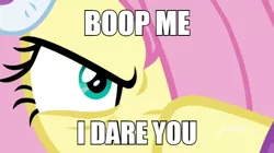 Size: 600x337 | Tagged: safe, derpibooru import, edit, edited screencap, screencap, fluttershy, pegasus, pony, best gift ever, angry, anti-bronybait, badass, bronybait, caption, close-up, dare, earmuffs, evil eye, female, flutterbadass, hair over one eye, image macro, imminent boop, impact font, mare, narrowed eyes, solo, text, this will end in pain