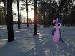 Size: 4000x3000 | Tagged: safe, artist:albertuha, derpibooru import, twilight sparkle, pony, unicorn, female, forest, irl, mare, photo, ponies in real life, smiling, snow, solo, unicorn twilight, winter