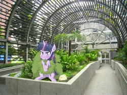 Size: 2048x1536 | Tagged: safe, artist:yinglongfujun, derpibooru import, twilight sparkle, pony, bush, greenhouse, hong kong, irl, photo, ponies in real life, twilight bushel, upset