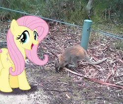 Size: 1034x877 | Tagged: safe, artist:didgereethebrony, derpibooru import, fluttershy, pony, wallaby, didgeree collection, irl, mlp in australia, photo, ponies in real life, solo