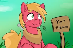 Size: 1100x722 | Tagged: safe, artist:fuzzypones, derpibooru import, big macintosh, earth pony, pony, :3, behaving like a dog, big macindog, blushing, bronybait, colored, cute, ear fluff, freckles, gradient background, grass, green background, looking up, macabetes, male, mouth hold, no pupils, pet request, sign, simple background, smiling, solo, stallion, straw in mouth, text, wide eyes, younger