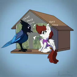Size: 3000x3000 | Tagged: safe, artist:aurorafang, derpibooru import, oc, oc:graph travel, unofficial characters only, bird, pegasus, pony, behaving like a bird, bird feeder, chest fluff, clothes, duo, female, freckles, graph believe being bird, looking at each other, mare, simple background, small pony, spread wings, steller's jay, text, vest, wings