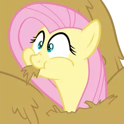 Size: 894x894 | Tagged: safe, artist:itv-canterlot, derpibooru import, fluttershy, pegasus, pony, the hooffields and mccolts, chewing, cute, eating, faic, female, hay, hay bale, horses doing horse things, mare, shyabetes, silly, silly pony, simple background, solo, transparent background, vector, wide eyes