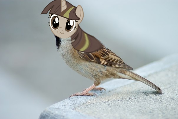 Size: 604x404 | Tagged: :3, birb, bird, derpibooru import, photoshop, safe, solo, sparrow, twilight sparkle