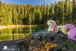 Size: 1200x800 | Tagged: safe, artist:dawning love, artist:natureshy, derpibooru import, fluttershy, autumn, cute, equestria: into the wild, heart eyes, irl, lake, lying down, nature, outdoors, photo, plushie, ponies around the world, rock, wingding eyes