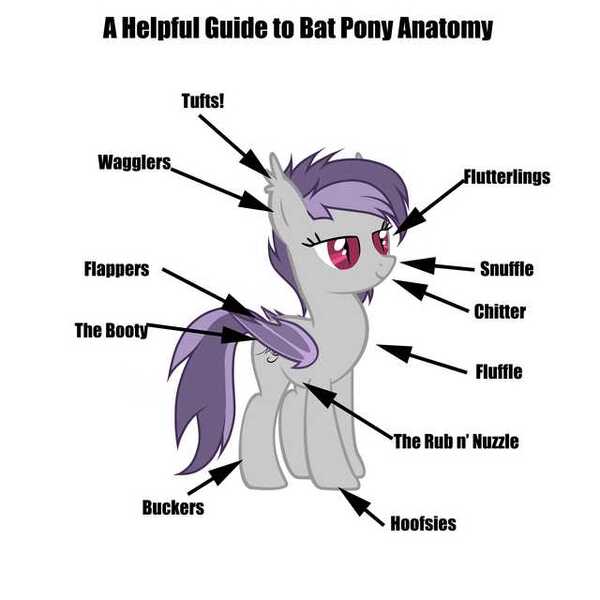 Size: 640x640 | Tagged: safe, derpibooru import, bat pony, pony, anatomy, anatomy guide, simple background, solo, white background