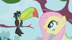 Size: 1280x720 | Tagged: safe, derpibooru import, screencap, fluttershy, bird, keel-billed toucan, pony, toucan, the ticket master