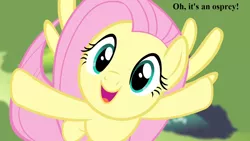 Size: 1280x720 | Tagged: safe, derpibooru import, edit, edited screencap, screencap, fluttershy, bird, osprey, pony, filli vanilli, bird watching, cute, dialogue, happy, shyabetes, smiling