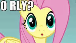 Size: 300x168 | Tagged: safe, derpibooru import, edit, edited screencap, screencap, fluttershy, pegasus, pony, dragonshy, cute, female, meme, o rly, reaction image, solo, text