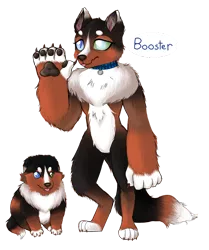 Size: 1124x1344 | Tagged: age progression, anthro, artist:unoriginai, backstory in description, blind in one eye, collar, cute, derpibooru import, diamond dog, diamond dog oc, diamond puppy, digitigrade anthro, female, female diamond dog, nuclear sclerosis, oc, oc:booster, paws, safe, simple background, solo, text, transparent background, underpaw, unofficial characters only
