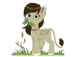 Size: 2100x1575 | Tagged: safe, artist:zobaloba, derpibooru import, oc, oc:rune, pegasus, pony, brown mane, female, filly, grass, green eyes, herbivore, horses doing horse things, looking at you, nom, simple background, solo, standing, tooth necklace, transparent background, wat