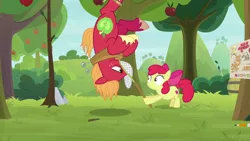 Size: 1920x1080 | Tagged: safe, derpibooru import, screencap, apple bloom, big macintosh, pony, going to seed, apple, apple tree, butterfly net, gotcha, hanging, hanging upside down, tree, upside down