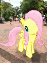 Size: 3024x4032 | Tagged: safe, derpibooru import, photographer:undeadponysoldier, fluttershy, human, pegasus, pony, amusement park, animal kingdom, augmented reality, disney world, female, florida, gameloft, irl, irl human, mare, orlando, photo, ponies in real life, theme park, tree