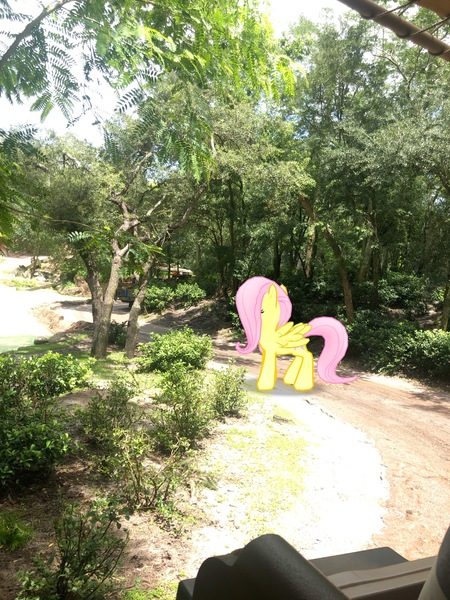 Size: 3024x4032 | Tagged: safe, derpibooru import, photographer:undeadponysoldier, fluttershy, butterfly, pegasus, pony, animal kingdom, augmented reality, disney world, female, florida, gameloft, irl, kilimanjaro safaris, looking at you, mare, open mouth, orlando, photo, ponies in real life, pose, safari ride