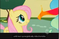 Size: 476x319 | Tagged: safe, derpibooru import, edit, edited screencap, screencap, fluttershy, philomena, princess celestia, pony, a bird in the hoof, caption, meme, youtube caption