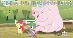 Size: 640x337 | Tagged: safe, derpibooru import, edit, edited screencap, editor:undeadponysoldier, screencap, apple bloom, little piggington, spike, dragon, earth pony, pig, pony, spike at your service, 'new', adorable face, apple, apple tree, bow, brush, caption, cute, disappointment, female, fence, filly, hub logo, image macro, male, shipping, smiling, spikebloom, straight, sweet apple acres, text, tree