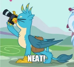 Size: 522x473 | Tagged: safe, derpibooru import, edit, edited screencap, screencap, gallus, silverstream, gryphon, dragon dropped, bag, bender bending rodriguez, camera, chest fluff, cropped, cute, futurama, gallabetes, male, meme, neat, offscreen character, one eye closed, saddle bag, that's lobstertainment!, tongue out