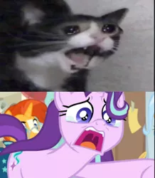 Size: 480x551 | Tagged: a horse shoe-in, artist:qualitycheck, cat, crying, crying cat, derpibooru import, edit, edited screencap, meme, phyllis no!, safe, screencap, starlight glimmer, sunburst, uvula, yamero