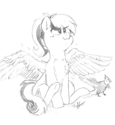 Size: 3606x3906 | Tagged: safe, artist:pucksterv, derpibooru import, oc, oc:acela, unofficial characters only, bird, cockatiel, pegasus, pony, behaving like a bird, chest fluff, fluffy, pegasus oc, pencil drawing, sketch, spread wings, traditional art, wings