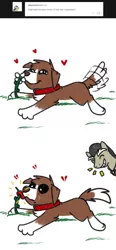 Size: 800x1726 | Tagged: artist:askwinonadog, ask, ask winona, broken hearts, comic, derpibooru import, discord, dog, duo, floating heart, flower, food, heart, pepper, pony discord, prank, safe, simple background, smelling, tail wag, tumblr, wavy mouth, white background, winona