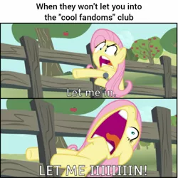 Size: 1440x1440 | Tagged: safe, artist:steyrrdash, banned from derpibooru, deleted from derpibooru, derpibooru import, edit, fluttershy, ponified, pony, comic, faic, fandom, flutterscream, image, jpeg, let me in, meme, open mouth, the eric andre show, wat