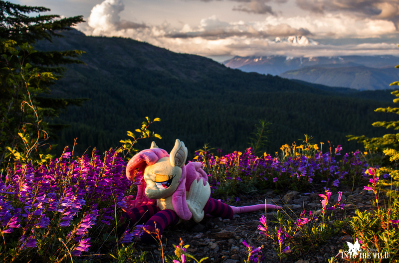 Size: 2500x1650 | Tagged: safe, artist:natureshy, artist:p0w3rporco, derpibooru import, fluttershy, bat pony, pony, bat ponified, bedroom eyes, clothes, equestria: into the wild, flower, flutterbat, mountain, nature, plushie, ponies around the world, race swap, socks, sunset