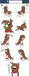 Size: 1200x3146 | Tagged: artist:askwinonadog, ask, ask winona, ball, cha-cha slide, derpibooru import, dog, dog treat, eating, fetch, food, mouth hold, safe, simple background, solo, tail wag, tumblr, white background, winona, woof