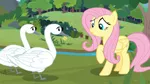 Size: 1366x768 | Tagged: bird, bush, derpibooru import, eloise, fluttershy, hubert (swan), outdoors, river, safe, screencap, swan, the last problem, tree