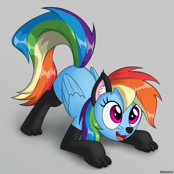 Size: 5000x5000 | Tagged: safe, artist:irisarco, derpibooru import, rainbow dash, pegasus, pony, adorasexy, animal costume, cat costume, cat ears, clothes, costume, cute, dashabetes, female, mare, nightmare night, open mouth, paw socks, sexy, simple background, smiling, socks, solo