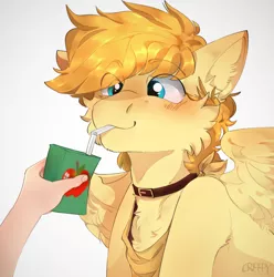 Size: 1980x2000 | Tagged: safe, artist:suplolnope, derpibooru import, oc, oc:aurryhollows, unofficial characters only, pegasus, pony, apple juice, cheek fluff, chest fluff, cute, ear fluff, gold, hand, juice, juice box, male, not braeburn, pony pet, solo