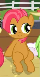 Size: 285x545 | Tagged: safe, derpibooru import, screencap, babs seed, pony, apple family reunion, adorababs, apple family member, cropped, cute, hay bale, sitting, solo