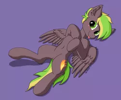 Size: 2900x2400 | Tagged: safe, artist:blackice, derpibooru import, oc, oc:lightflare, unofficial characters only, pegasus, pony, belly button, blushing, chest fluff, cute, ear fluff, looking at you, lying down, male, on back, simple background, solo, tongue out