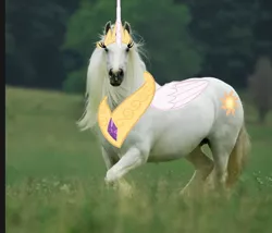 Size: 1330x1136 | Tagged: alicorn, cutie mark, derpibooru import, horse, irl, irl horse, jewelry, majestic as fuck, meadow, peytral, photo, photoshop, princess celestia, princess celestia is a horse, regalia, safe, tiara