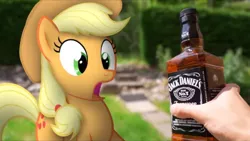 Size: 1280x720 | Tagged: safe, artist:stormxf3, derpibooru import, applejack, earth pony, pony, alcohol, applejack daniel's, irl, jack daniels, open mouth, outdoors, photo, ponies in real life, shocked expression, youtube