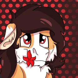 Size: 2000x2000 | Tagged: safe, artist:euspuche, derpibooru import, oc, oc:liliya krasnyy, unofficial characters only, earth pony, bust, cheek fluff, chest fluff, female, flower, flower in mouth, fluffy, looking at you, mouth hold, portrait