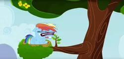 Size: 1920x922 | Tagged: safe, artist:tiarawhy, derpibooru import, screencap, rainbow dash, pegasus, pony, great moments in animation, nest, quality, smear frame, solo, tree, tree branch, youtube link