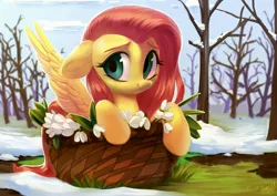 Size: 3508x2480 | Tagged: safe, artist:vensual99, derpibooru import, fluttershy, pegasus, pony, basket, cute, female, floppy ears, flower, looking at you, mare, outdoors, pony in a basket, scenery, shyabetes, smiling, snow, snowdrop (flower), solo, spread wings, spring, three quarter view, wings