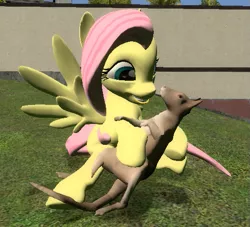 Size: 527x478 | Tagged: safe, artist:didgereethebrony, derpibooru import, fluttershy, pegasus, pony, wallaby, 3d, clipping, gmod, happy, smiling