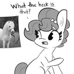 Size: 1080x1080 | Tagged: safe, artist:tjpones, derpibooru import, oc, oc:brownie bun, unofficial characters only, earth pony, horse, pony, dialogue, female, grayscale, heck, horse-pony interaction, irl, irl horse, jewelry, mare, miniature horse, monochrome, necklace, open mouth, pearl necklace, photo, simple background, white background