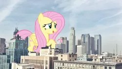 Size: 2643x1500 | Tagged: safe, artist:andoanimalia, artist:theotterpony, derpibooru import, fluttershy, pegasus, pony, building, city, collage, female, giant pony, giantess, highrise ponies, irl, los angeles, macro, mare, mega fluttershy, mega giant, photo, photoshop, ponies in real life, story included
