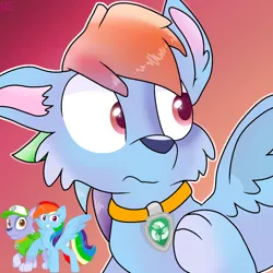 Size: 1250x1250 | Tagged: safe, artist:rainbow eevee, derpibooru import, rainbow dash, dog, pegasus, pony, character to character, collar, cute, gradient background, male to female, paw patrol, rocky (paw patrol), rule 63, rule63betes, simple background, transformation, transgender transformation, wat, winged dog