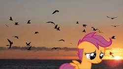 Size: 728x410 | Tagged: safe, derpibooru import, scootaloo, bird, pegasus, pony, seagull, alone, female, filly, ocean, sad, scootalone, scootasad, solo